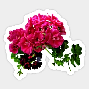 Geraniums - Graceful Geraniums Sticker